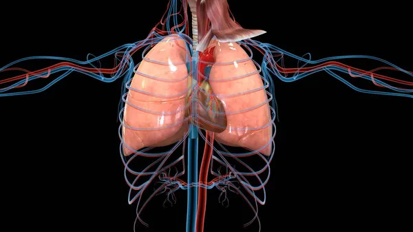 Nsan Organı Anatomisi Illüstrasyon — Stok fotoğraf