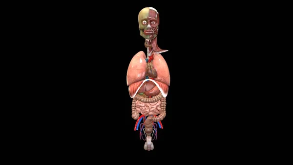 Anatomia Del Sistema Organico Umano Illustrazione — Foto Stock