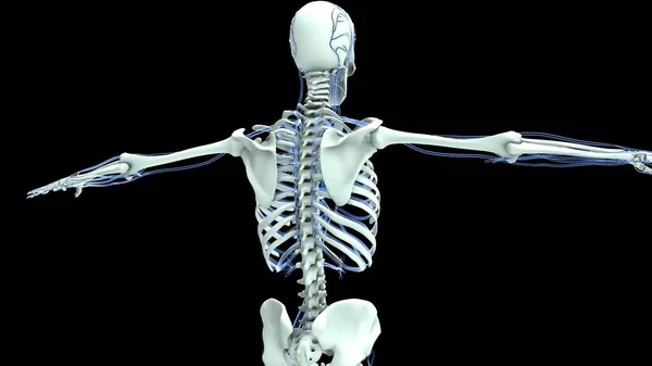 Nsan Organı Anatomisi Illüstrasyon — Stok fotoğraf