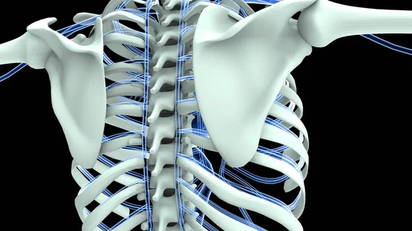 Anatomi Sistem Organ Manusia Ilustrasi — Stok Foto