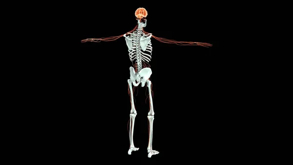 Anatomia Sistemului Uman Organe Ilustrație — Fotografie, imagine de stoc