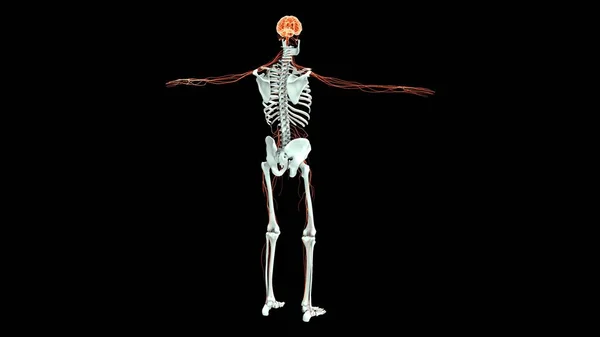 Sistema Órganos Humanos Anatomía Ilustración — Foto de Stock