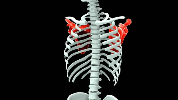 Nsan Organı Anatomisi Illüstrasyon — Stok fotoğraf