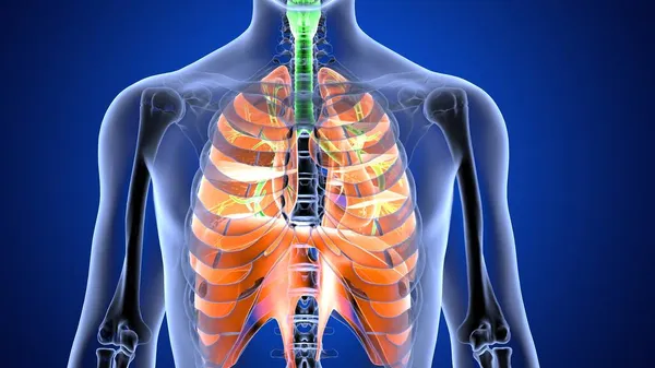 Nsan Organı Anatomisi Illüstrasyon — Stok fotoğraf