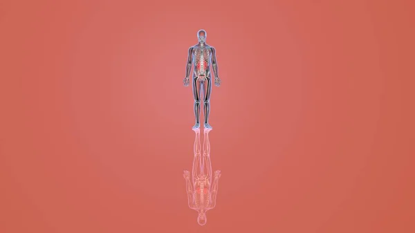 Menneskelige Organ System Anatomi Illustration - Stock-foto