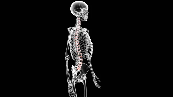 Anatomie Lidského Orgánového Systému Ilustrace — Stock fotografie