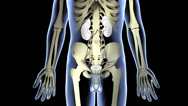 Anatomi Menneskets Organsystem – stockfoto