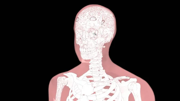 人体器官系统解剖3D图解 — 图库照片