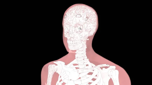 Анатомия Системы Органов Человека Иллюстрация — стоковое фото