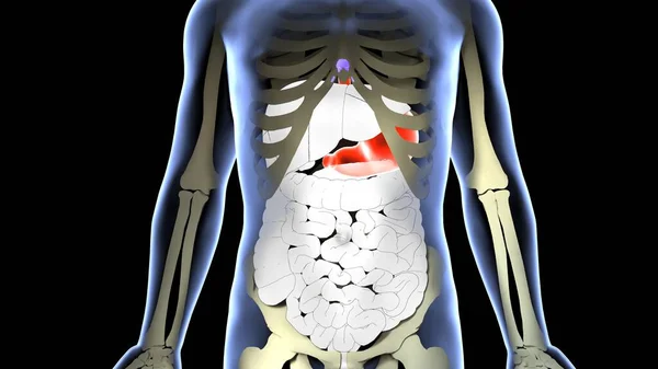 Sistema Órganos Humanos Anatomía Ilustración — Foto de Stock