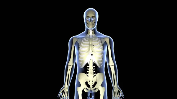 Anatomia Del Sistema Organico Umano Illustrazione — Foto Stock