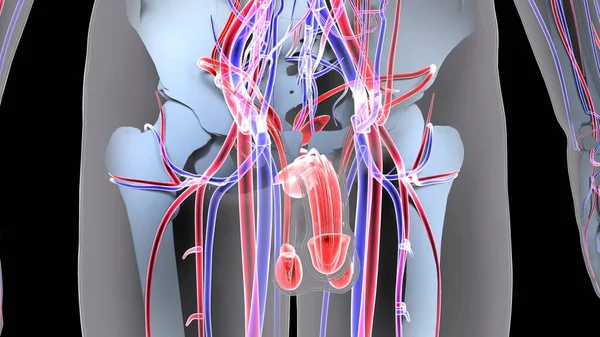 人体器官系统解剖3D图解 — 图库照片