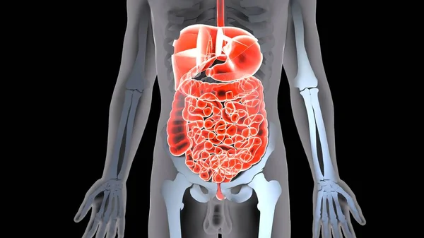 Anatomie Système Organes Humains Illustration — Photo