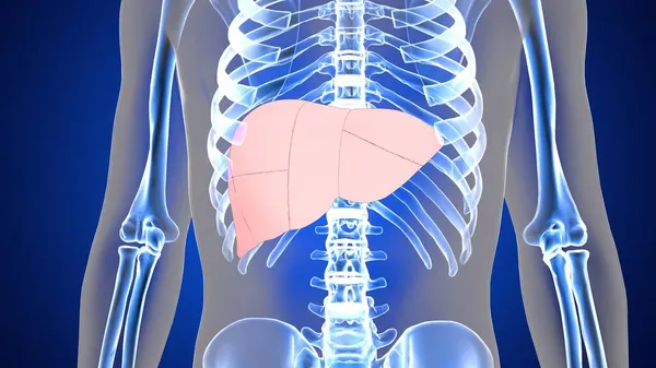 Anatomie Lidského Orgánového Systému Ilustrace — Stock fotografie