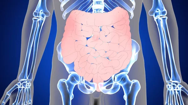 Nsan Organı Anatomisi Illüstrasyon — Stok fotoğraf