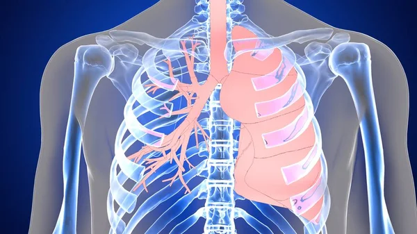 Menselijke Orgaansysteem Anatomie Illustratie — Stockfoto