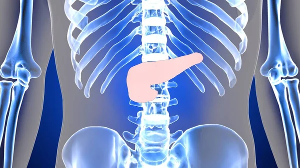 Anatomia Del Sistema Organico Umano Illustrazione — Foto Stock