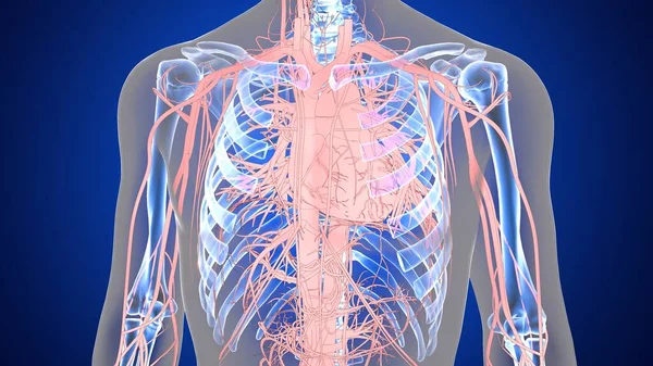 Анатомія Людського Органу Ілюстрація — стокове фото