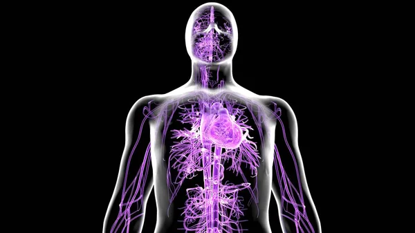 Anatomie Des Menschlichen Organsystems Illustration — Stockfoto