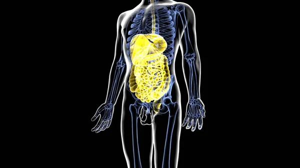 Human Organ System Anatomy Illustration — Stock Photo, Image