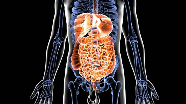 Menselijke Orgaansysteem Anatomie Illustratie — Stockfoto