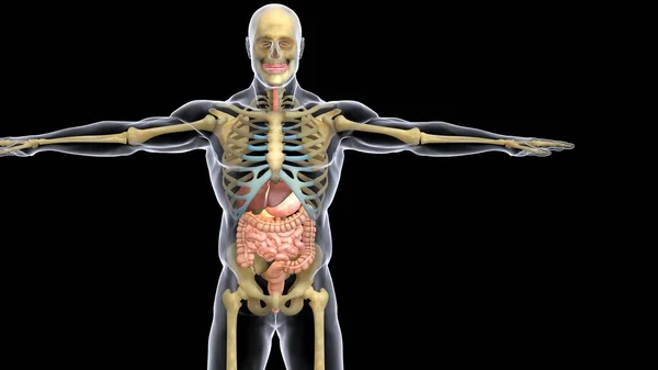 Anatomie Des Menschlichen Organsystems Illustration — Stockfoto