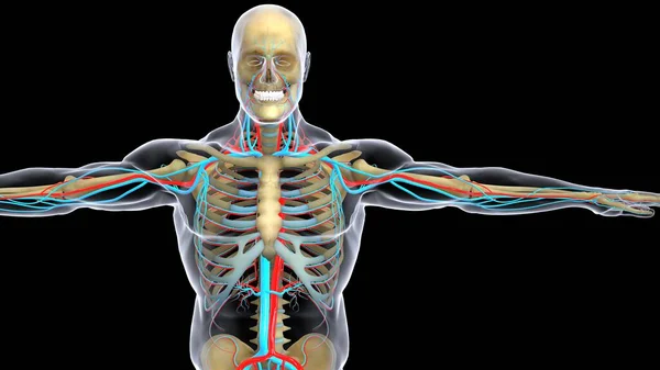ヒトの臓器系の解剖学3Dイラスト — ストック写真