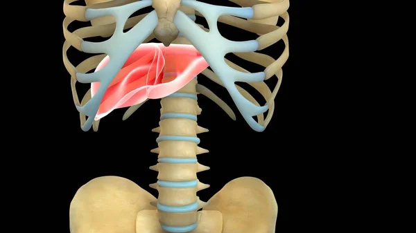 Human Organ System Anatomy Illustration — Stock Photo, Image