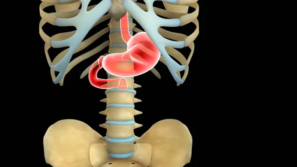 Human Organ System Anatomy Illustration — Stock Photo, Image