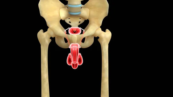 Sistema Órganos Humanos Anatomía Ilustración —  Fotos de Stock