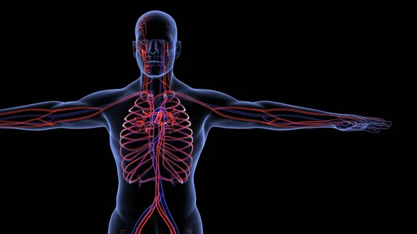 Sistema Órganos Humanos Anatomía Ilustración — Foto de Stock