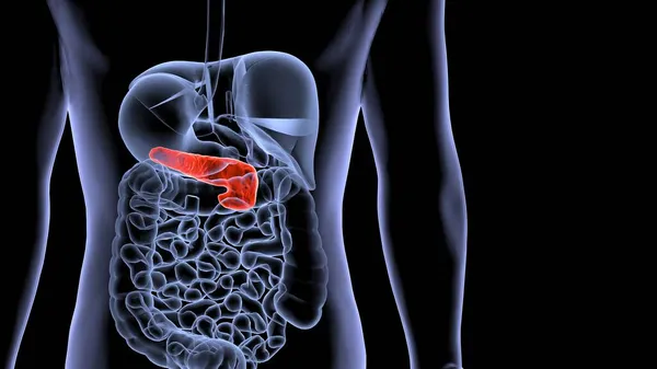 Sistema Órganos Humanos Anatomía Ilustración —  Fotos de Stock