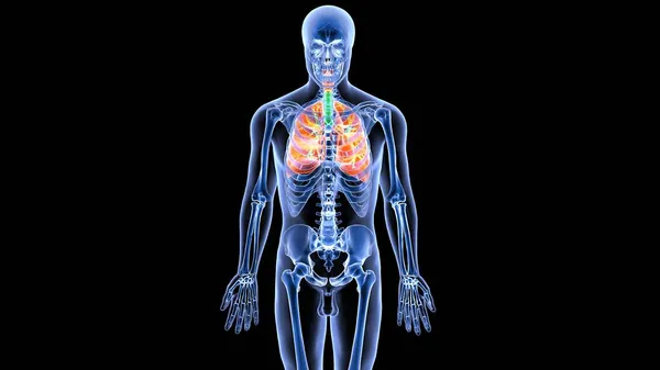 Nsan Organı Anatomisi Illüstrasyon — Stok fotoğraf