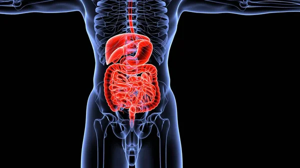 Nsan Organı Anatomisi Illüstrasyon — Stok fotoğraf