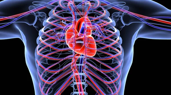 Nsan Organı Anatomisi Illüstrasyon — Stok fotoğraf