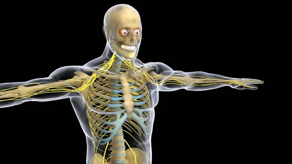ヒトの臓器系の解剖学3Dイラスト ロイヤリティフリーのストック写真
