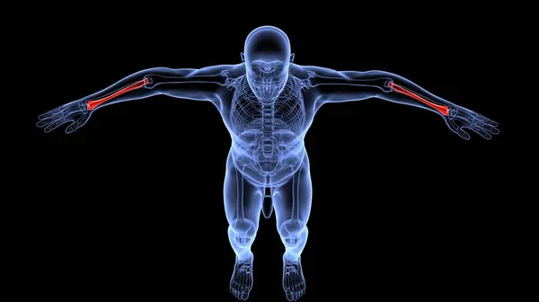 Sistema Órganos Humanos Anatomía Ilustración Fotos De Stock