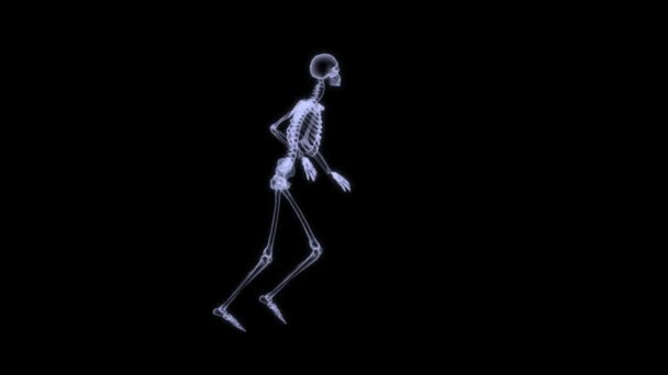 X-Ray radiography of human body (skeleton) — Stock Video