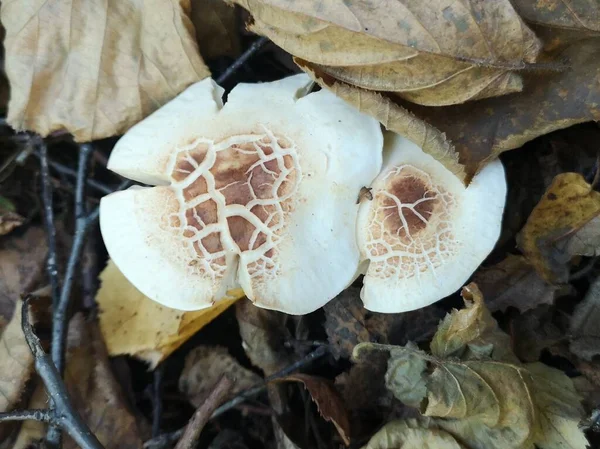 Pente Lepiota Colheita Cogumelos Brancos Floresta Outono — Fotografia de Stock