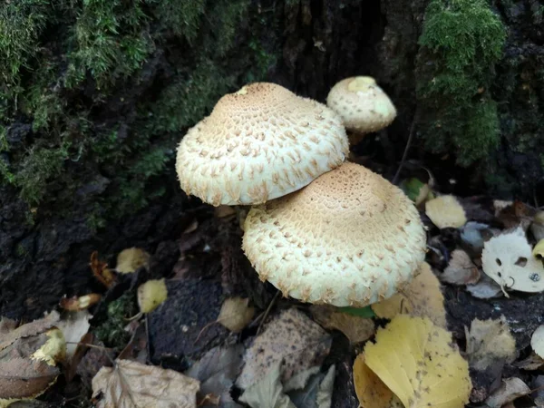 Cogumelo Escamoso Comum Floresta Outono — Fotografia de Stock