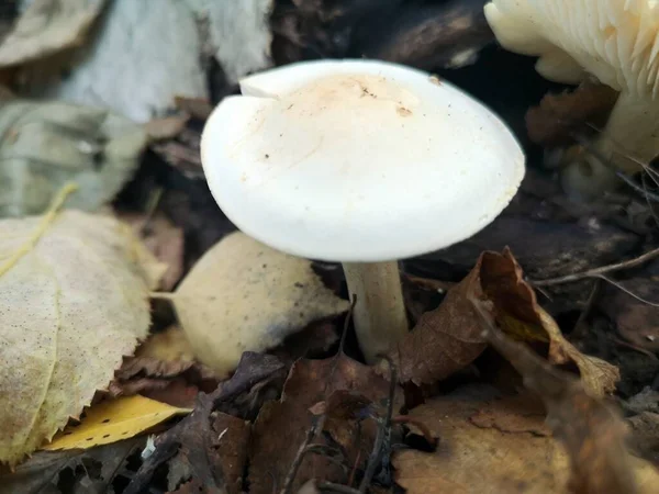Pente Lepiota Colheita Cogumelos Brancos Floresta Outono — Fotografia de Stock