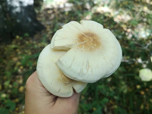 Pente Lepiota Colheita Cogumelos Brancos Floresta Outono — Fotografia de Stock