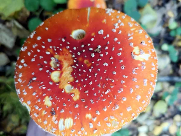Cogumelo Vermelho Voar Agaric Floresta Outono — Fotografia de Stock