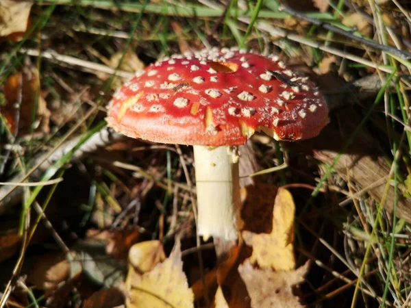 Cogumelo Vermelho Voar Agaric Floresta Outono — Fotografia de Stock