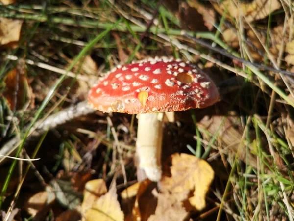 Gomba Piros Légy Agaric Őszi Erdőben — Stock Fotó