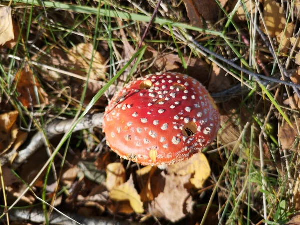 Cogumelo Vermelho Voar Agaric Floresta Outono — Fotografia de Stock