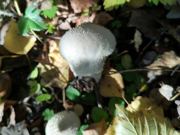 Imperméable Blanc Champignon Dans Forêt Automne — Photo