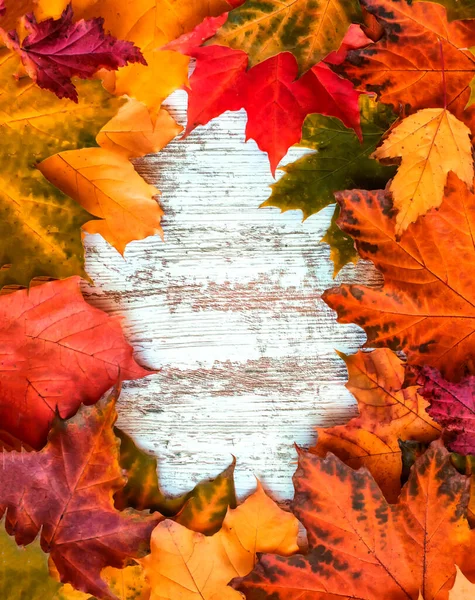 Podzimní Pozadí Pestrobarevných Javorových Listů Prázdným Prostorem Pro Popisek Vysokém — Stock fotografie