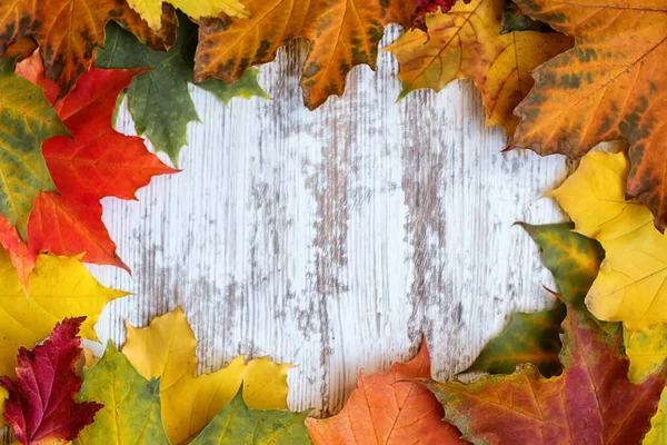 Herbst Hintergrund Aus Bunten Ahornblättern Mit Leerraum Für Bildunterschriften Hoher — Stockfoto