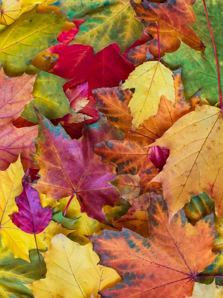 Autumn Background Multicolored Maple Leaves High Resolution — Stock Photo, Image